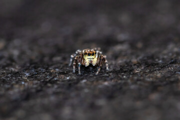 Jumping spider macro, insect details. Home wildlife safari, shot naturalistic pictures at home.
