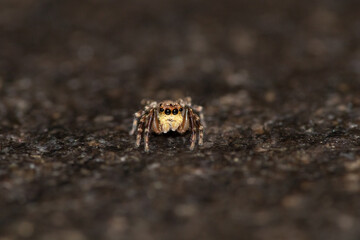 Jumping spider macro, insect details. Home wildlife safari, shot naturalistic pictures at home.
