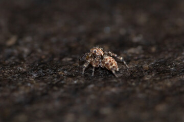 Jumping spider macro, insect details. Home wildlife safari, shot naturalistic pictures at home.