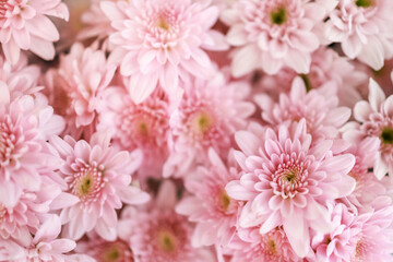 Closeup of beautiful nature pink flower using as background natural plants ecology background wallpaper concept.