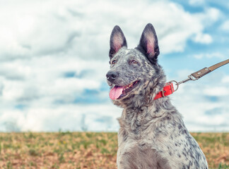 speckled dog in a red collar walks on a leash in the field