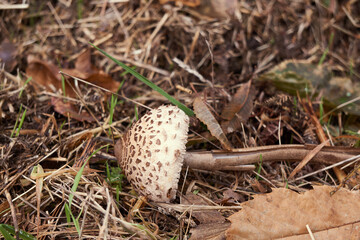 Champignon couché , coulemelle .