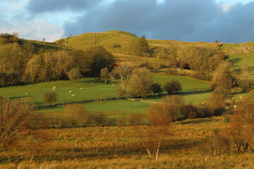 Fototapeta premium Landscape of rural County Leitrim, Ireland during wintertime featuring sheep grazing on hilly farmland pastures