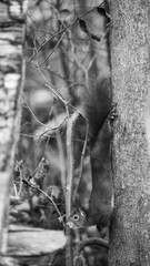 Black white wildlife background portrait format - Sweet cute red squirrel hanging on tree in forest