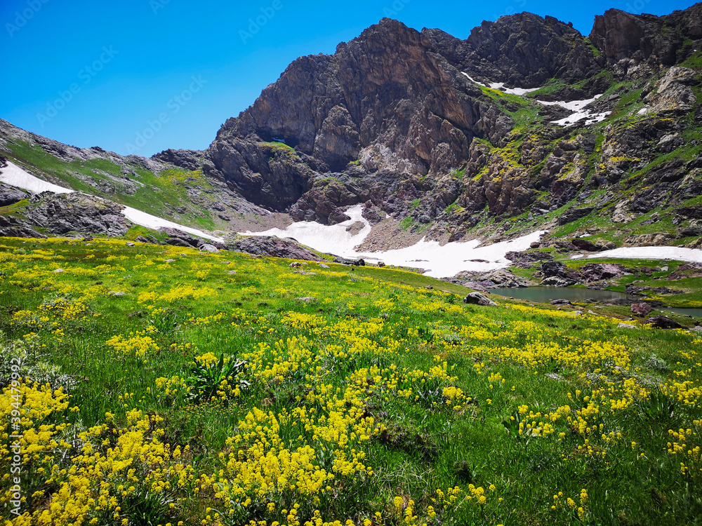 Wall mural a stream flowing in the mountains and high mountains, landscape, meadows, green nature, sunny day