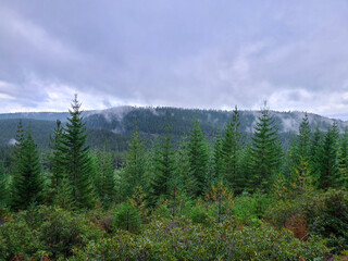 Beautiful tree-lined mountain range