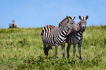 Friends, a pair of zebras on the savanna in Serengeti National Park, Tanzania
