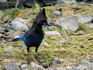 Steller's Jay looking for food near the water stream during salmon run in Goldstream park, Victoria BC