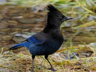 Steller's Jay looking for food near the water stream during salmon run in Goldstream park, Victoria BC