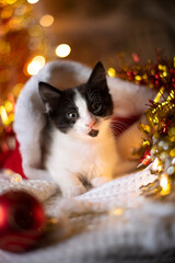 Portrait of a black and white Christmas kitten in a santa hat