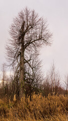 Obraz na płótnie Canvas tree on a vacant lot