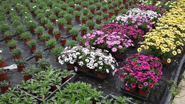 Multicolored blooming bushes of Dimorphotheca ecklonis or Osteospermum cultivated in pots in hothouse