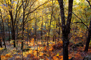 Garganta de los Infiernos Natural Reserve, Caceres, Extremadura, Spain
