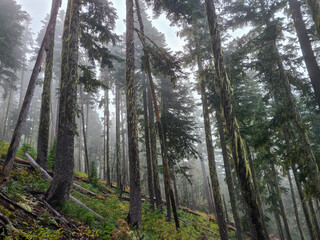 Fog-filled trees in Oregon