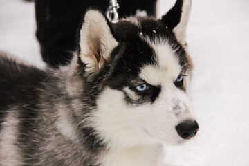 siberian husky puppy in a collar on a leash. isolated animal pet snow on background. winter sport sled dog racing