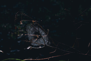spider web on the window