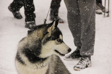 siberian husky puppy in a collar on a leash. isolated animal pet snow on background. winter sport sled dog racing