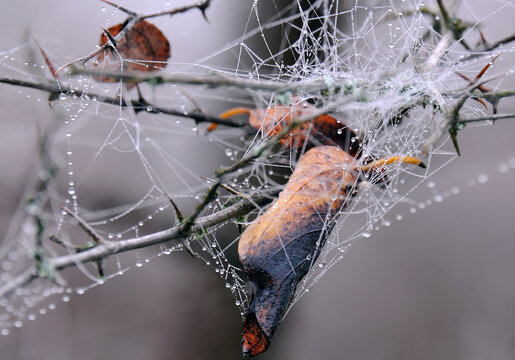 Dry leaves in wet web