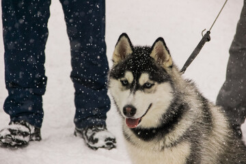 siberian husky puppy in a collar on a leash. isolated animal pet snow on background. winter sport sled dog racing