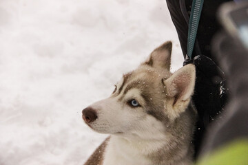 siberian husky puppy in a collar on a leash. isolated animal pet snow on background. winter sport sled dog racing