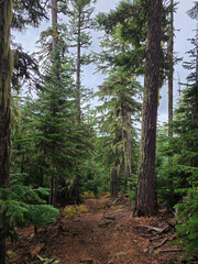 Tree-filled forest in Oregon wilderness
