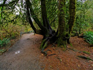 Obraz premium Fall colors in the rainforest in Goldstream park, Victoria BC, Vancouver Island