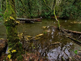 Fall colors in the rainforest in Goldstream park, Victoria BC, Vancouver Island