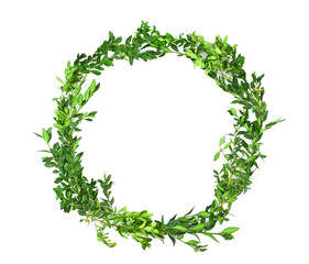 
Boxwood wreath isolated on white background. Frame, copy space.