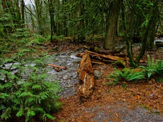 Fall colors in the rainforest in Goldstream park, Victoria BC, Vancouver Island