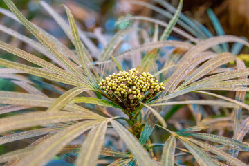 Bright autumn flower bloomed in a botanical garden