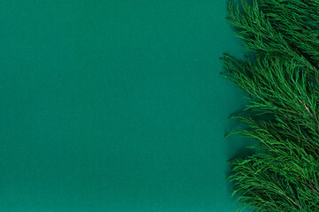 background with green juniper branches border, backdrop for eco friendly product placement