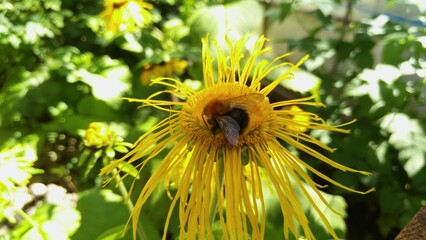 A bee pollinates yellow flowers.
Yellow flower elecampane (lat. Ínula) close-up. A bee sits on one of the flowers and collects nectar. Green leaves of bushes in the background. Sunny day.