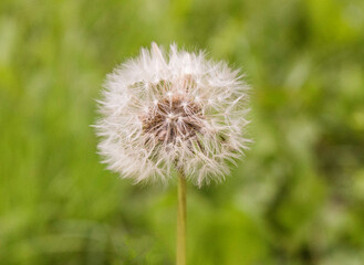 dandelion