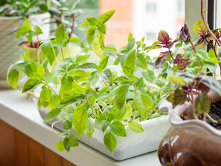 Home gardening. Seedlings of basil in flower pot on windowsill. Room plants.
