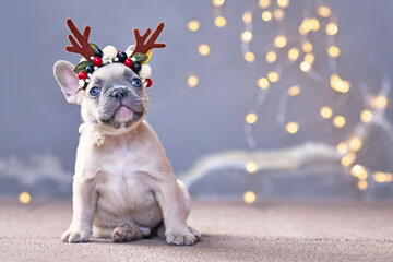 Cute French Bulldog dog puppy wearing a seasonal Christmas reindeer antler headband with autumn...