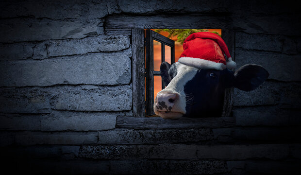 Funny Christmas card with a cute cow wearing a Santa Claus hat looking through the window of a vintage house with copy space