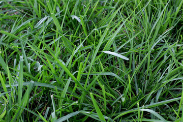grass