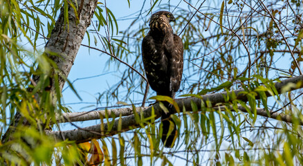 Shadow Creek Red Tail