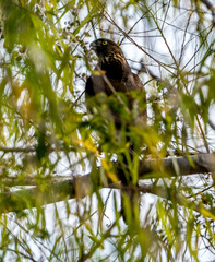 Shadow Creek Red Tail
