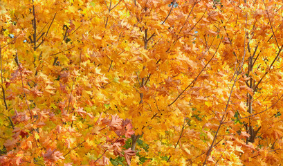 Yellow, autumn maple leaves.