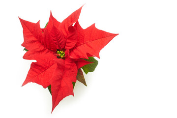 Red poinsettia flower on the white background