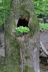 Green plant with flowers in aperture of tree near Kacin, Male Karpaty mountains, Slovakia