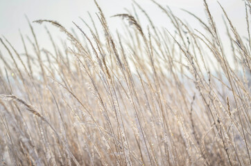 Seasonal winter background of dry grass covered with hoarfrost and snow. Beautiful frosty sunny day. 