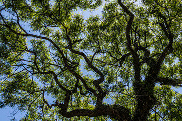Naklejka premium Hojas en Árboles Verano Otoño, Palermo Buenos Aires Argentina