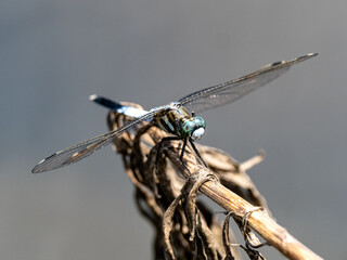 white-tailed skimmer on brown dead plant 1