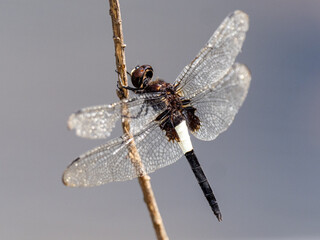 pied skimmer dragonfly on a small dry stick 1