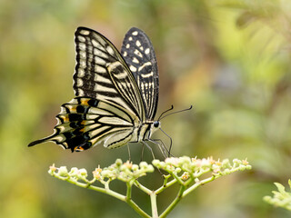 Chinese yellow swallowtail on bushkiller flowers 3