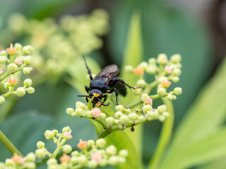 Carinoscolia melanosoma fascinata black wasp 2