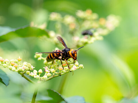 Japanese giant hornet or murder hornet 2