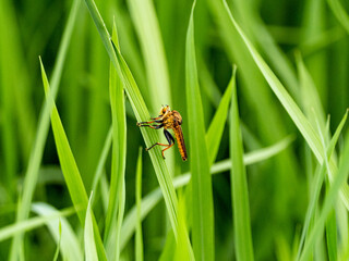 robber fly on green rice stalks